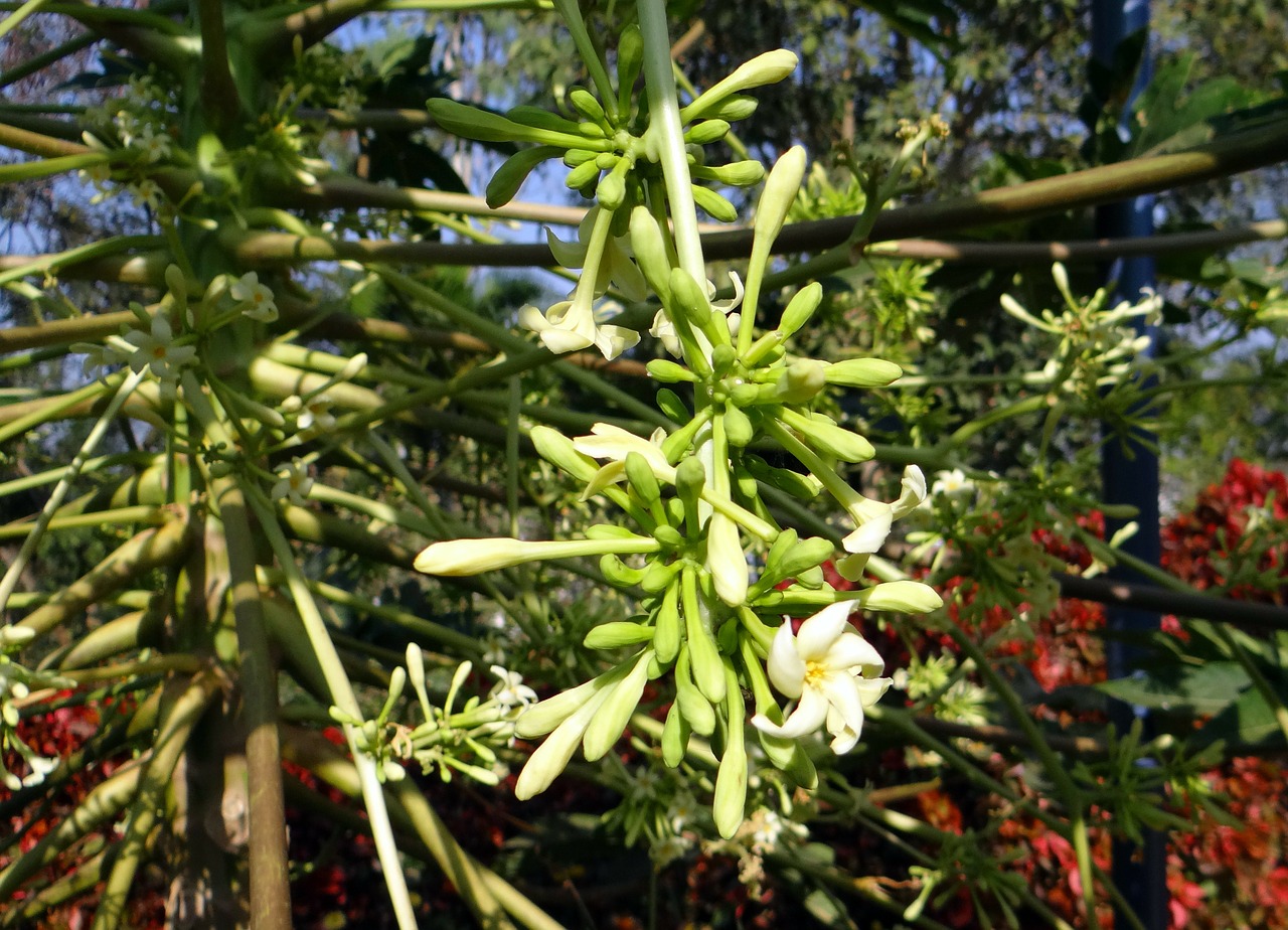 Květ papáji - velkoobchod se sušeným ovocem Trias Chrudim