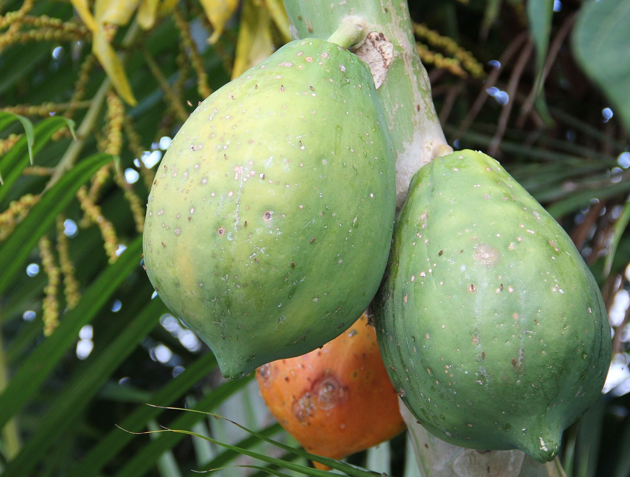 Papaya velkoobchod se sušeným ovocem